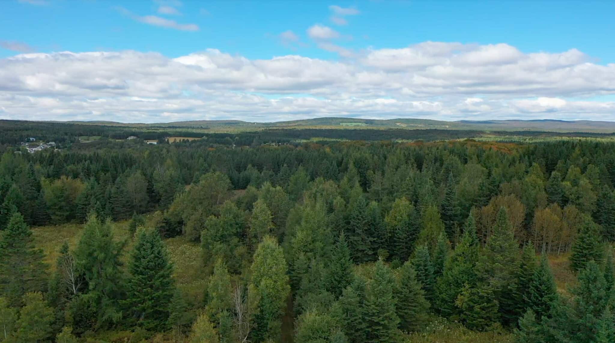 vue-aerienne-foret-6