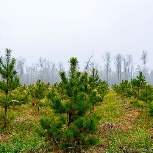 forêt-de-pins-plantée-récemment,-concept-de-reforestation